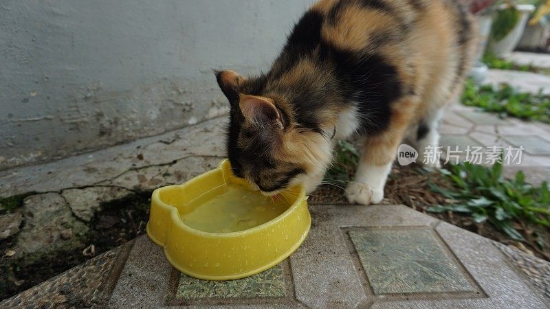 三色猫在一个黄色的hello Kitty形状的容器里喝水